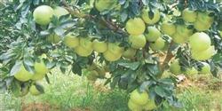 How to improve the fruit setting rate of Shatian pomelo