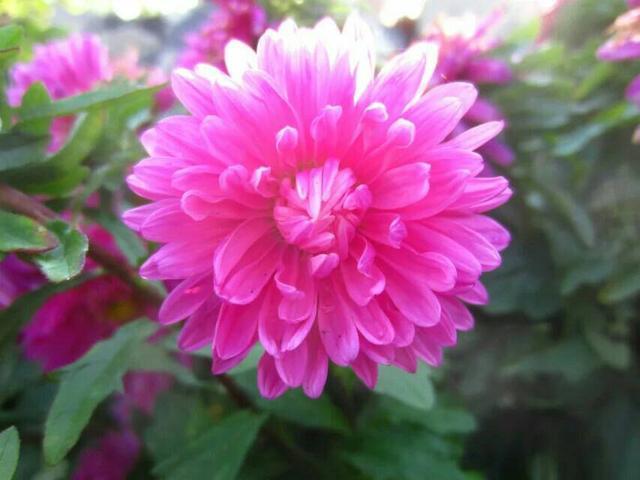 This kind of beautiful and good flower can be grown in the north and south during the period of half a year's cold and heat resistance.