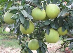 Technical points of integrated control of diseases and insect pests of Shatian pomelo