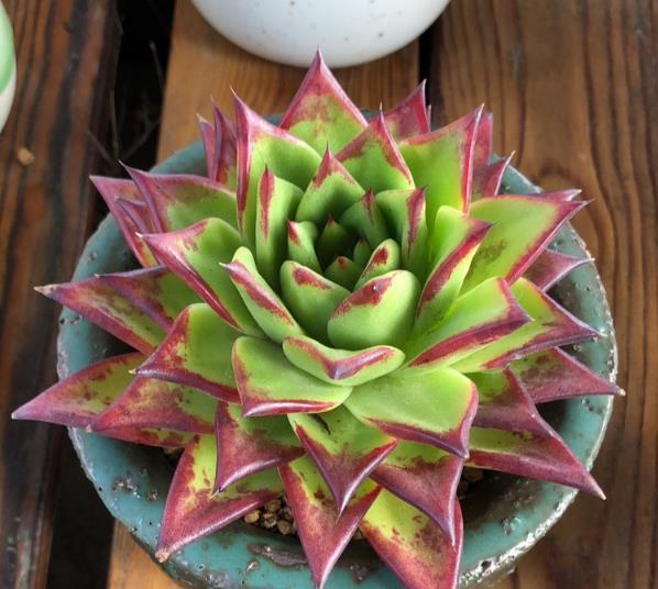 What is the problem that the leaves of succulent plants become lighter and slender?