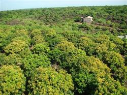 Cultivation techniques of Litchi