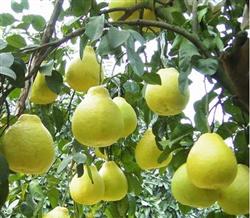 Early phosphorus sufficient potassium pomelo tree has high yield