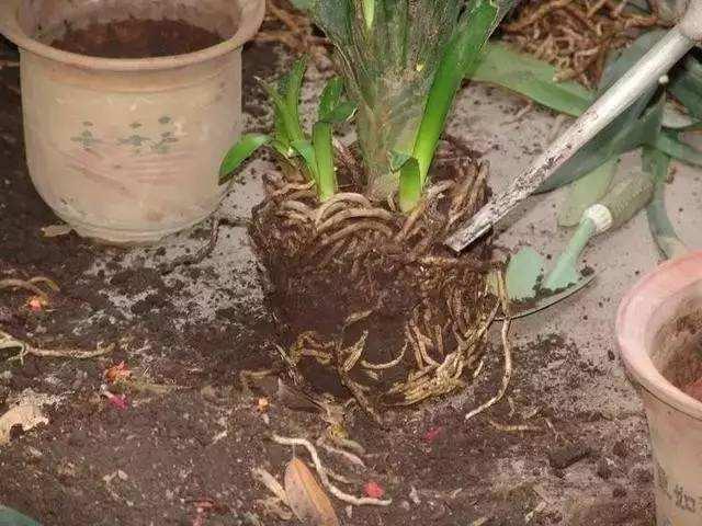 Soak the roots of Cymbidium with it for 10 minutes without rotting throughout the year and blossom quickly.