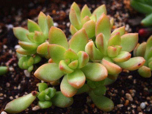 Succulent plants are put in the refrigerator, and the more they grow, the better they grow.