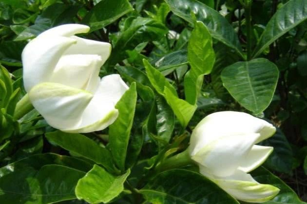 The newly bought gardenia wilted? It's the right thing to do.