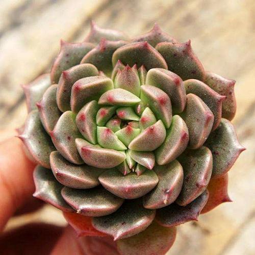 Beginners who raise succulent plants should try these entry-level succulent plants.