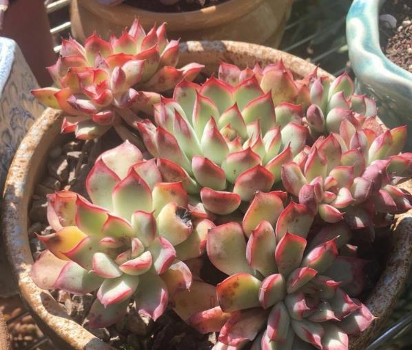 Succulent plants learn to cool succulent plants in muggy weather in order to raise them well.