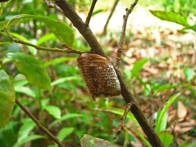 If you see it on a mulberry tree, don't miss it. Commonly known as a pee dog, it's worth a lot of money now.