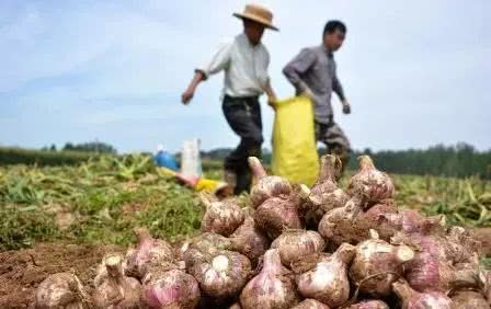 The price of garlic continues to fall this year, and the return of garlic for sale next year is not expected to be ideal.