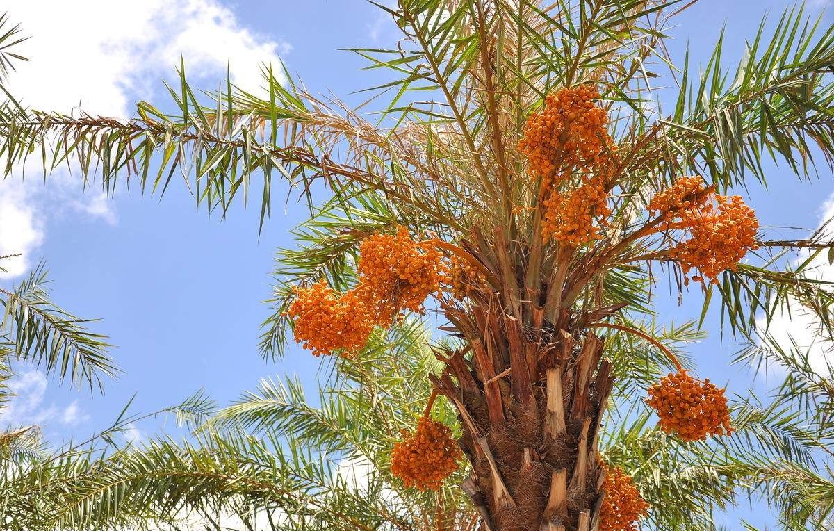 This is the king of fruits, planting a tree that can bear thousands of fruits to feed the whole family for a whole year.