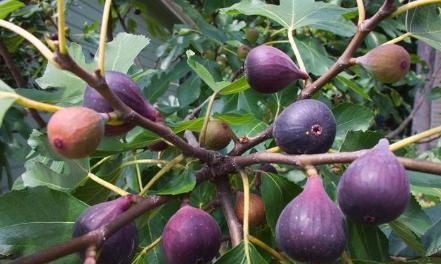 In dog days, eat some figs to cool off the summer heat. If you can't eat it, you can still dry it.