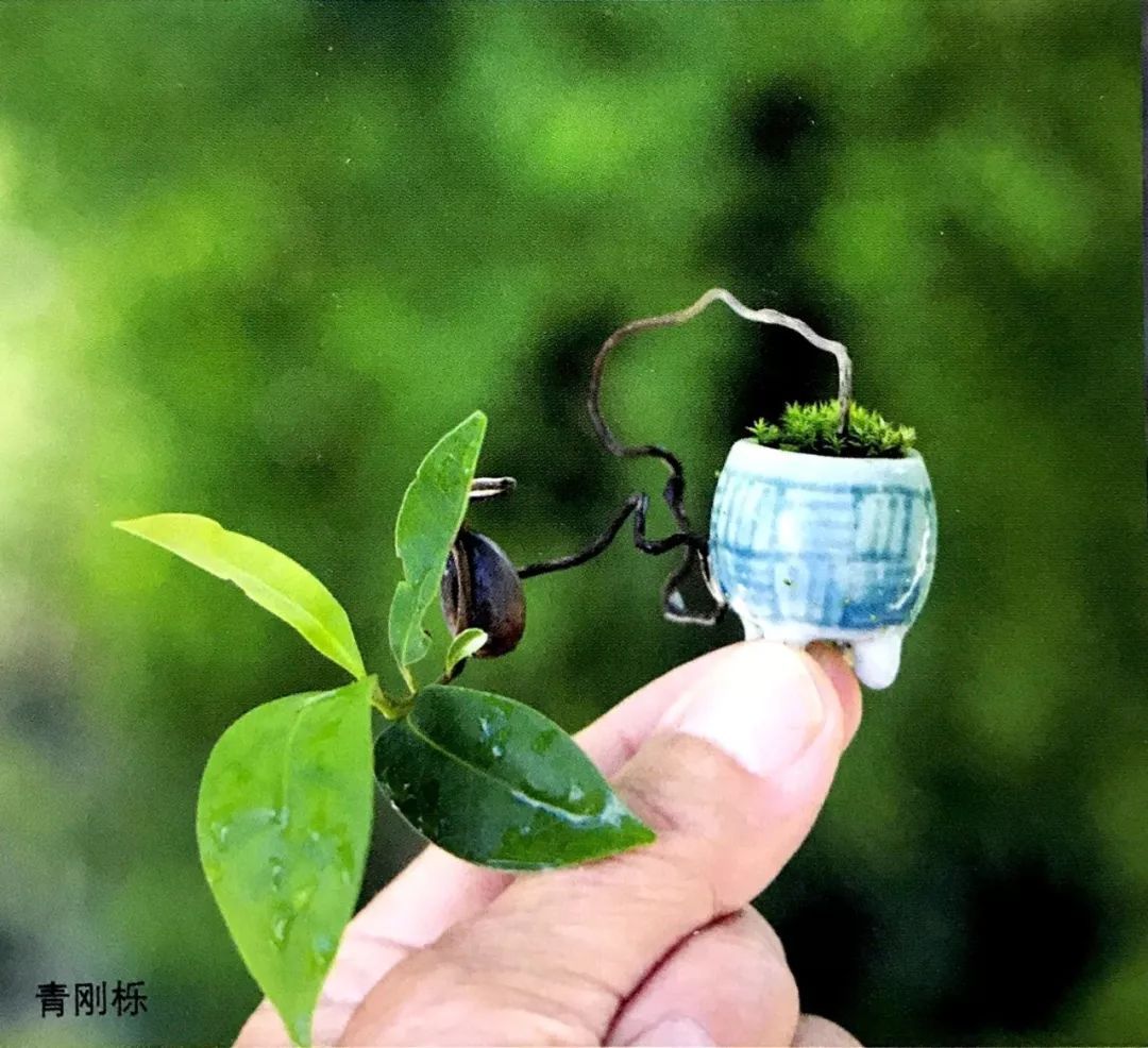 Bonsai dew root, dew branch have you ever seen bonsai with exposed seeds?