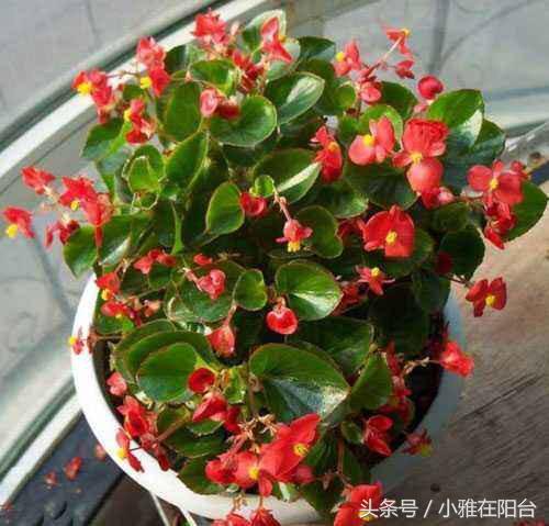 The four Seasons Begonia raises tender leaves and grows a lot of flowers in clusters and plants in many pots.