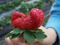 Two major factors lead to greenhouse strawberry deformity