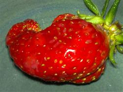 Scientific control of strawberry diseases and insect pests