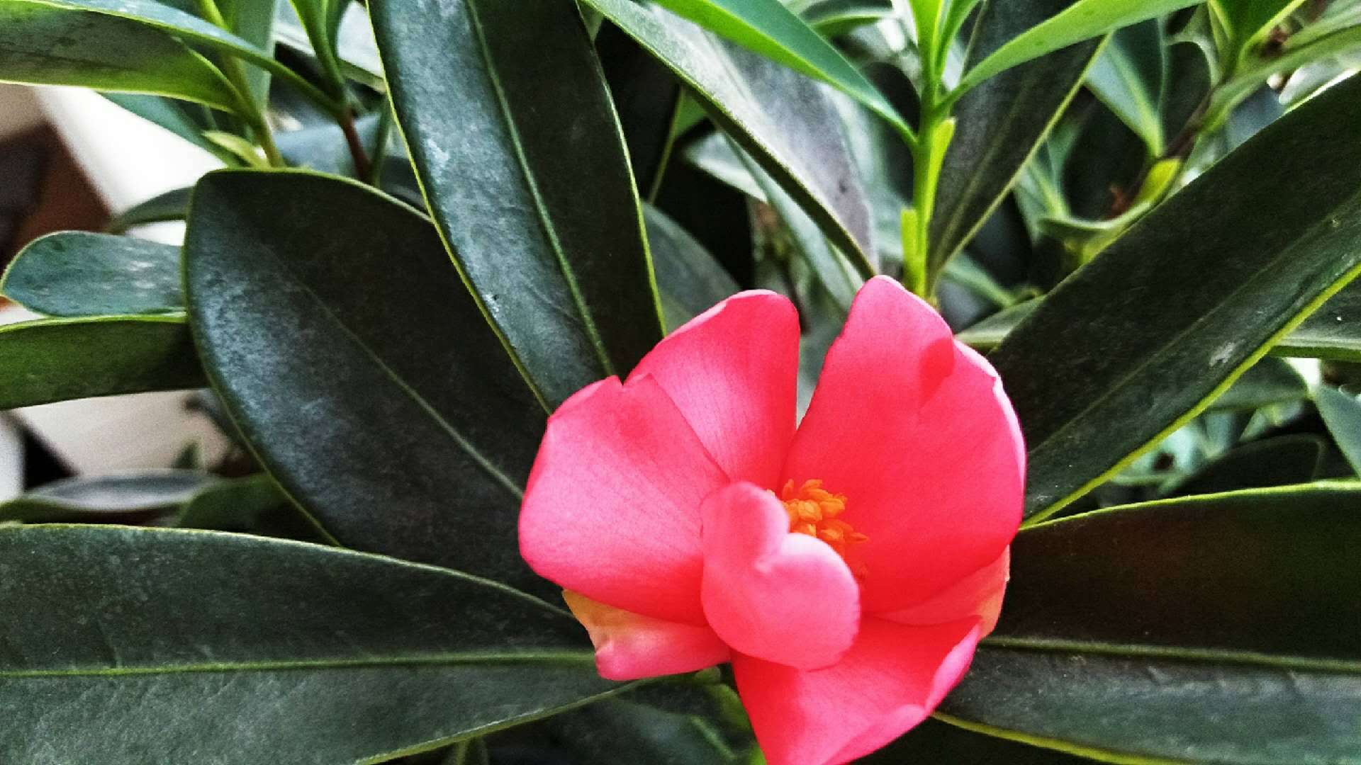 There is an ingenious way to raise camellias as long as you raise them like this, I don't believe you can raise them well.