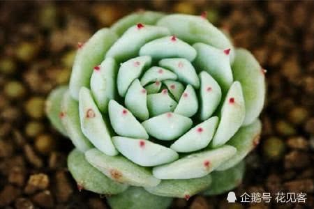 If these five kinds of succulent plants love black rot in summer, only pots will be left if they are not prevented and treated in time.