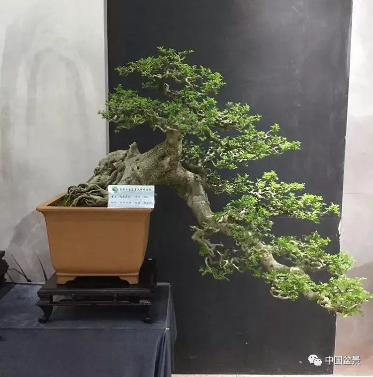 Xing Jinke bonsai appreciation