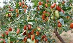 Three tricks for jujube trees to sit on fruit