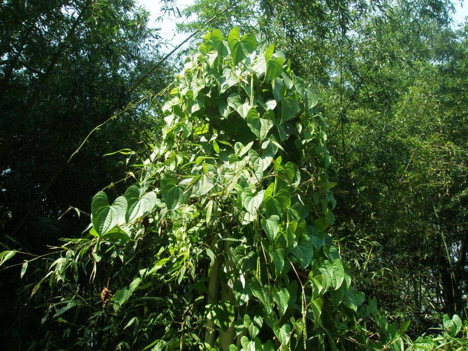 It's often mistaken for a creeper, and farmers chop it when they see it, but they don't know it's a rare xanthate.