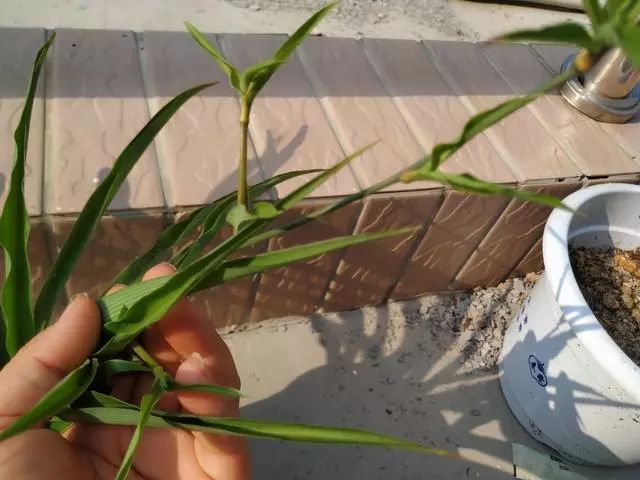 The spider plant grows too ugly, dry and yellow, all the leaves are cut off, fat and fat, and the big spider plant jumps out of the pot.