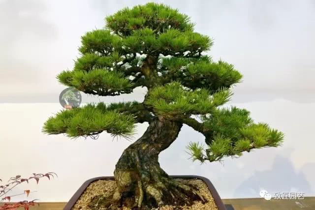 Do not touch these forbidden areas for bonsai production.