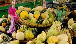 Cultivation techniques of ornamental Pumpkin