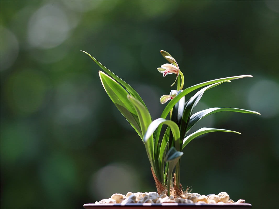 Squirrel rations feed orchids in 3 steps to raise jade roots and fragrant flowers