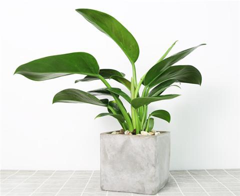 This kind of plant is easy to raise, the leaves are green and evergreen all the year round.