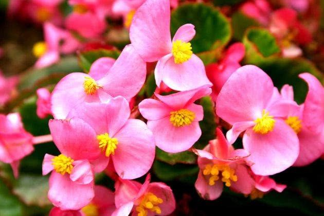 The four Seasons Begonia is so vibrant and full of flowers.