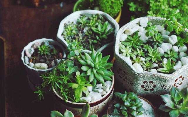 Corn flour can also grow flowers? Sprinkling a handful of flowers in a flowerpot is crazy.