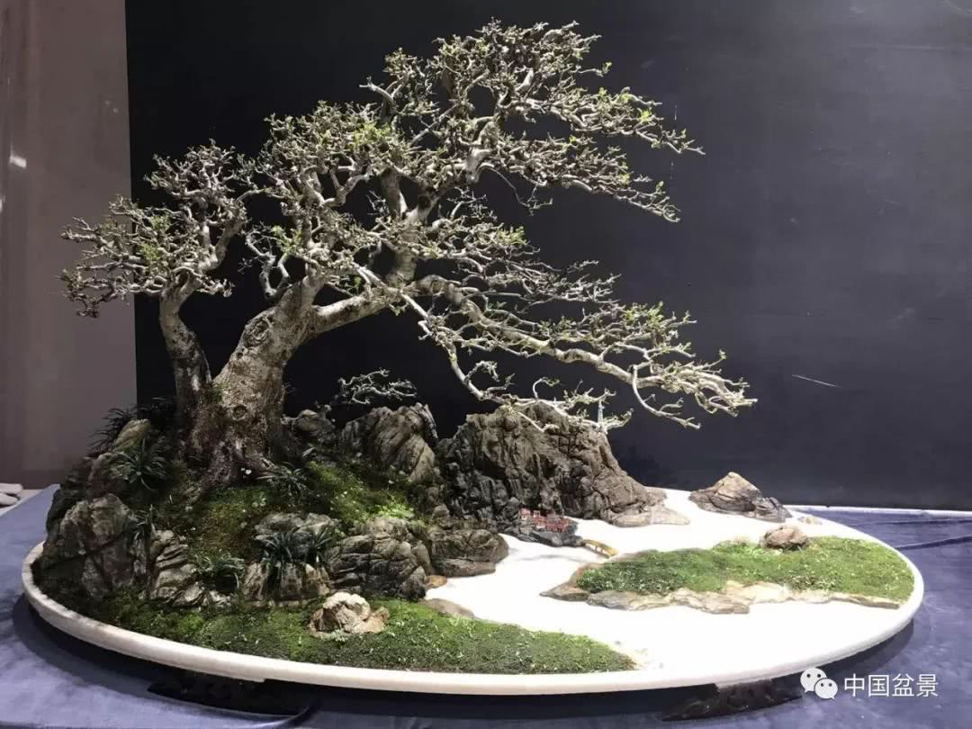 Appreciate bonsai, bring a smile and happiness, and set off together