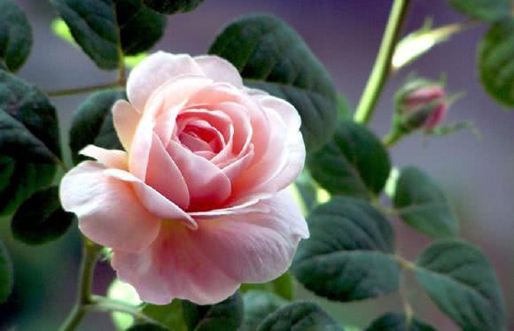 Before raising the rose, learn these strategies which are simple and effective.