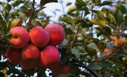 The decline in the production of new apples is a foregone conclusion this year, but the price of new apples will not rise too much.