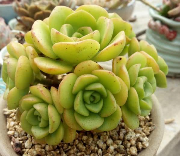 The treatment of localized water in succulent plants is well done. Succulent plants grow well and look good.