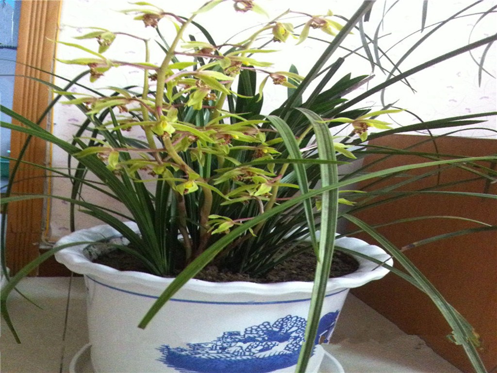 These three kinds of watered orchids are to poison potted plants. no wonder your orchids often have yellow leaves and rotten roots.