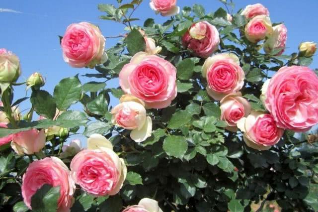 Does the rose appear black rot in summer? The reason and the solution are here.