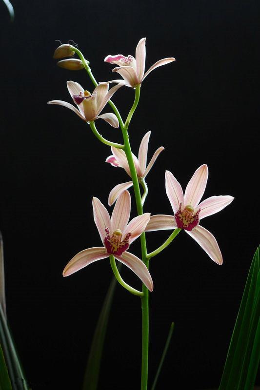 The orchids that are most suitable for novice cultivation are large, colorful and fragrant with a long flowering period, simple and cheap to maintain.