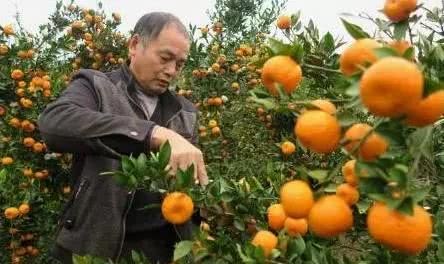 You can't use pig manure in oranges? If the pig manure is used correctly, the citrus can still have a high yield.