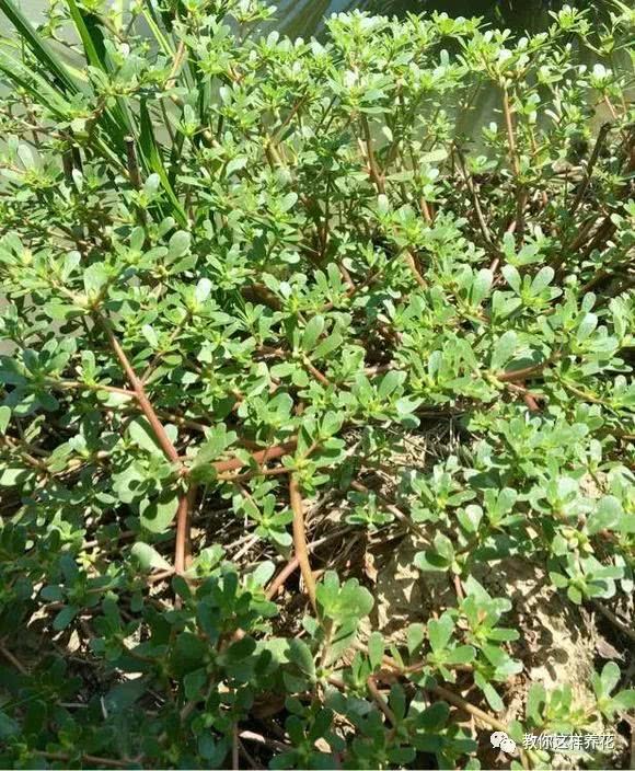 These two kinds of longevity vegetables can be eaten quickly in summer by pinching roots and throwing them into the water.