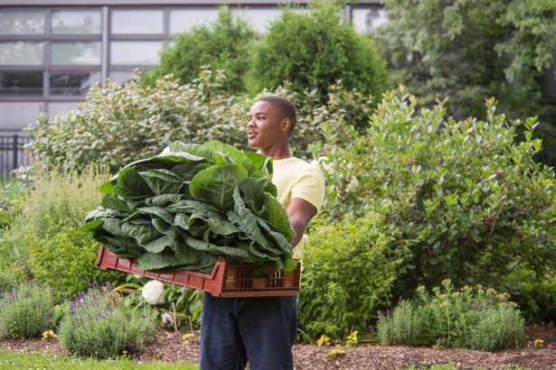 The botanical garden is the agricultural entrepreneurial base! The Chicago Windy City Harvest Program helps urban youth to learn from farmers.