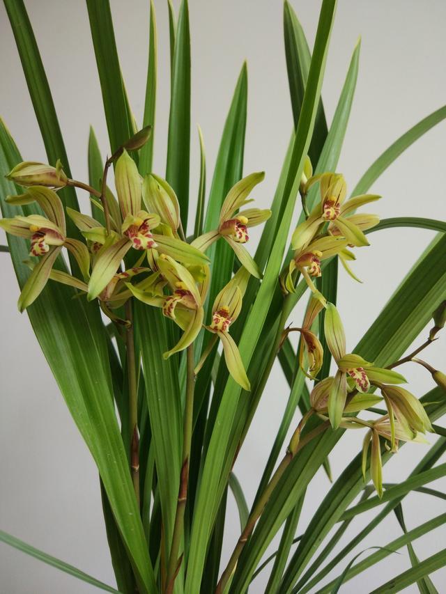 Several kinds of orchids suitable for novice cultivation are easy to spend frequently and the fragrance of grass and flowers is cheap.