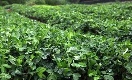 What are the matters needing attention for the purpose of peanut control in order to increase production and control prosperity?