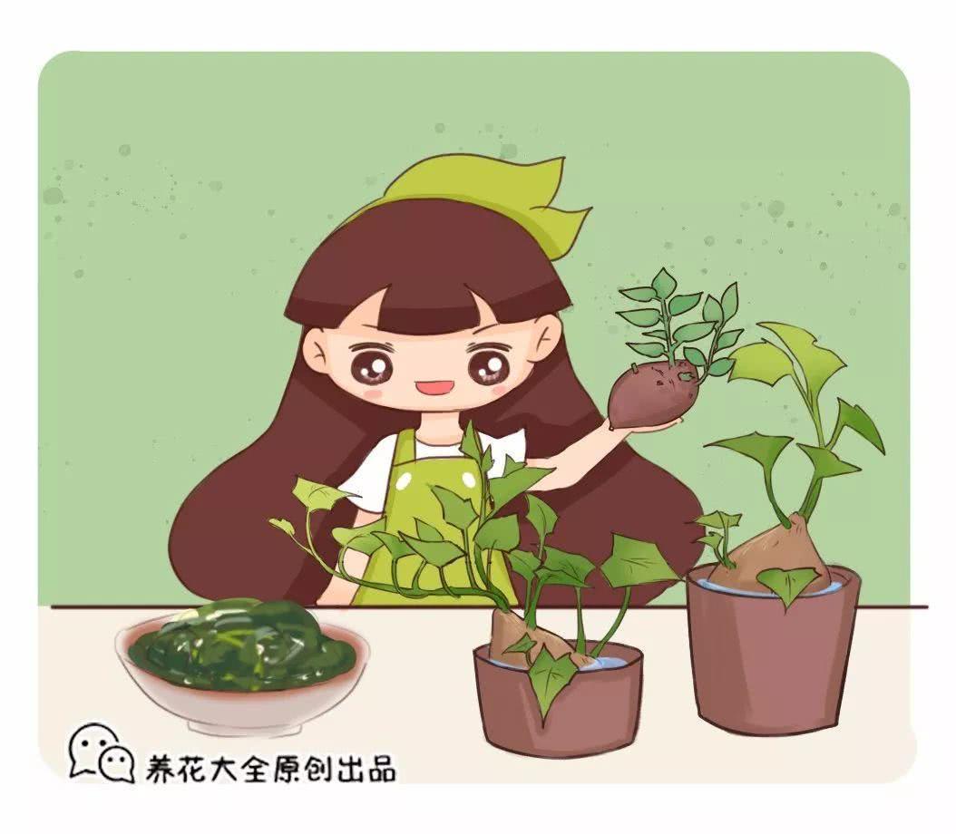 Eat longevity vegetables in summer. The roadside is everywhere to pinch branches and throw them into the water.