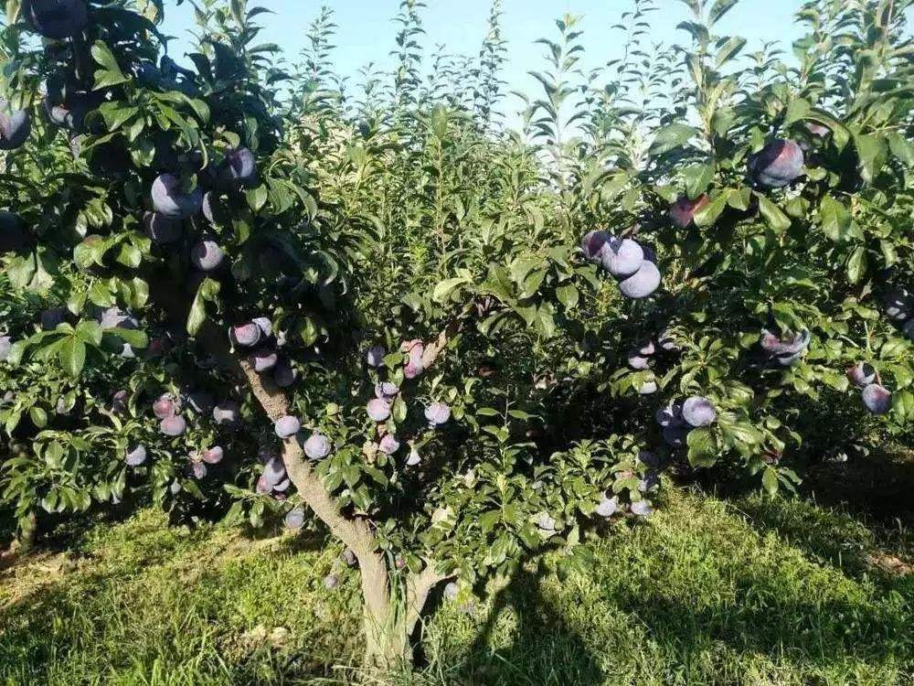 This black fruit is known as the first of the five fruits in August and can also nourish the liver and beauty.