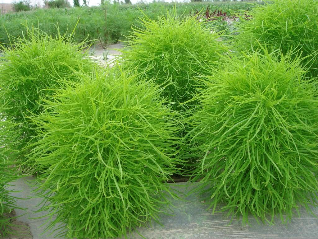 The weeds cut by the roadside as brooms are picked to make dumplings are delicious, but the gout buster is so beautiful to be planted in a flowerpot.