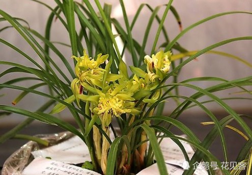 Sister Zhang in Anhui Province is skillful in raising orchids. Sprinkle it in the pot soil and sprinkle it with big white roots. Mosquitoes detour.