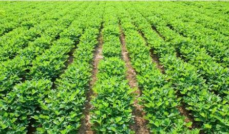 Which is better to plant peanuts flat or ridged? The situation of the land is in charge.