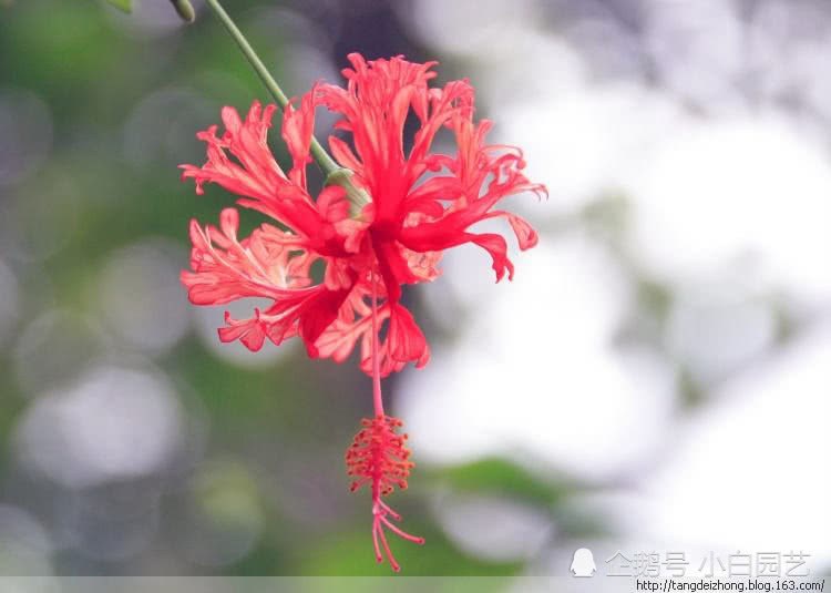 How to raise mulberry with chandelier? In this way, the florescence of chandelier is longer and more beautiful than you can imagine.