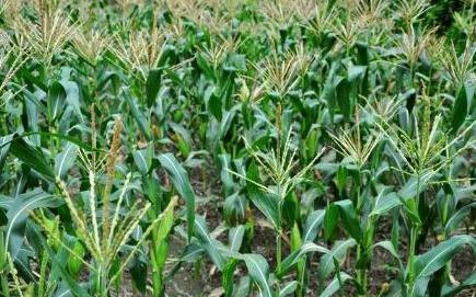 Have you ever heard of corn going to male? There are few people who can increase production by emasculating corn.